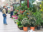 20529 Flower stall on Las Ramblas.jpg